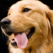 Thumbnail for February is Pet Dental Month